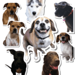 custom-puppy-stickers
